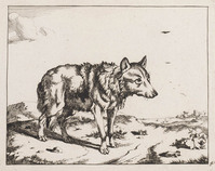 KG 04361
<br/>
Wolf
<br/>
<em>Bije, Marcus de (1639-ca. 1690)</em>
